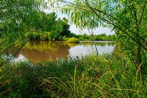 Looking out from dense bushes across a muddy body of water surrounded by trees and bushes.